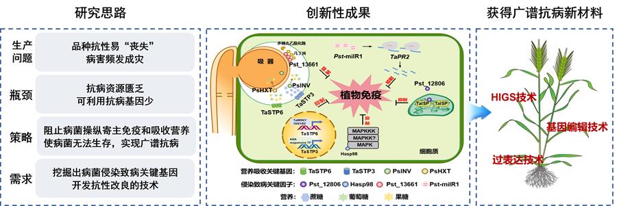 图1 -900小麦广谱抗病材料创制思路-1.jpg